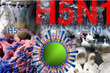 Nhận định của WHO về tình hình dịch cúm H5N1