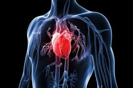 Department of Cardio – vascular surgery